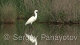 Video of Little Egret - Little Egret in lake in Bulgarian spring